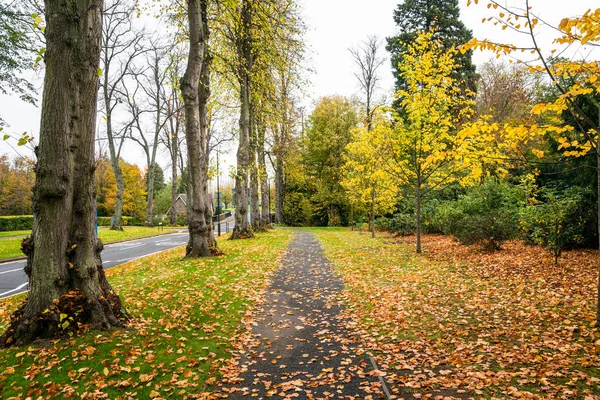 Empty Narrow Path Covered Fallen Leaves Running Alongside Tree Lined — 스톡 사진