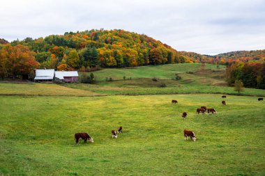 Bulutlu bir sonbahar gününde arka planda renkli ağaçlık bir tepenin dibinde çiftlik binaları olan bir tarlada otlayan süt inekleri. Voodstock, Vt, Usa.