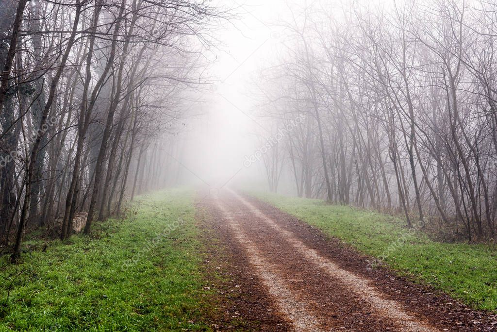 Empty tree lined track shrouded in thick fog in the countryside on a winter morning