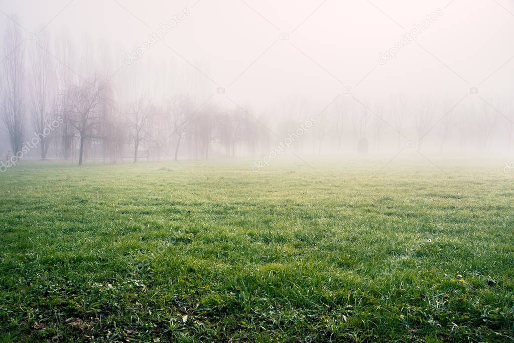 Grassy field shrouded in thick fog on a cold winter morning