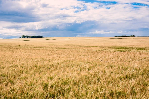 Einem Frühlingstag Ziehen Wolken Über Einem Gerstenfeld Auf Schottland Großbritannien — Stockfoto