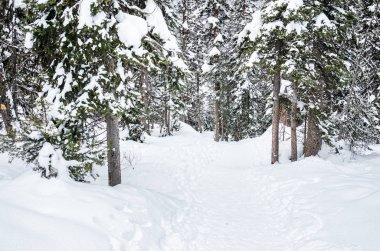 Dağlardaki karlı bir ormandan geçen boş bir patika. Louise Gölü, Ab, Kanada.