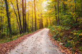 Üres földút egy lombhullató erdőn keresztül az őszi lombozat csúcsán. Vermont, Amerikai Egyesült Államok.