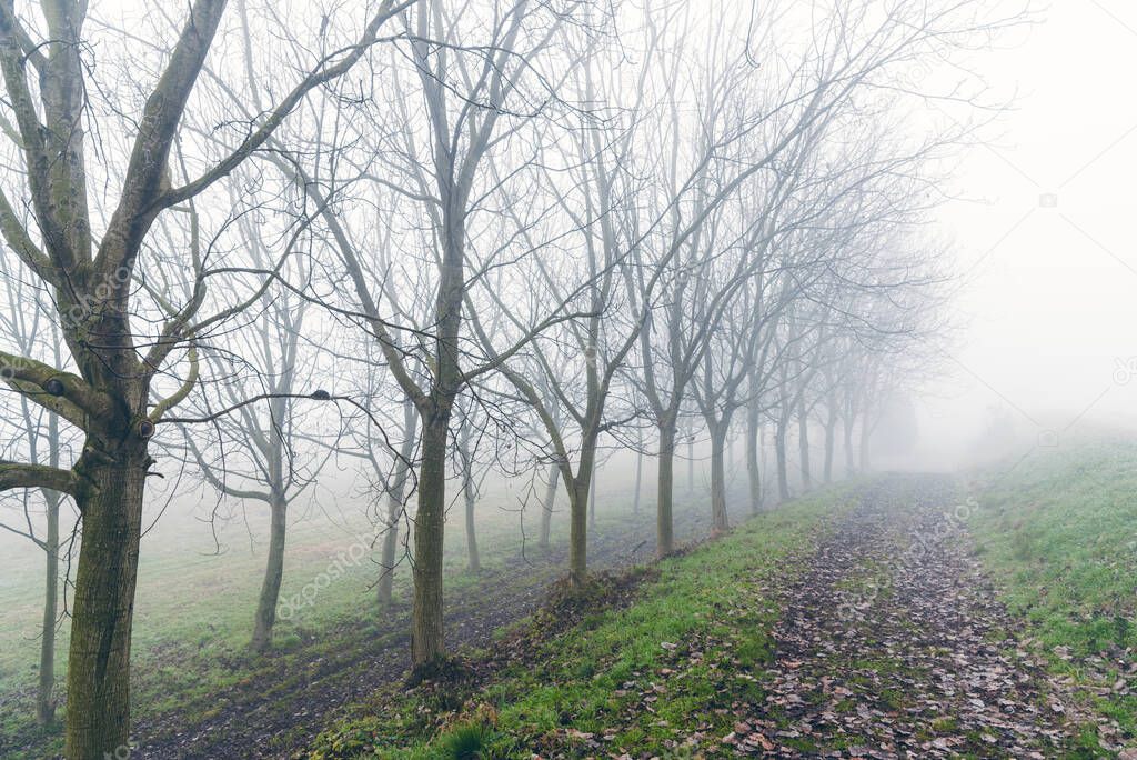Empty track covered in fallen leaves and lined with bare trees in the countryside on a freezing foggy winter morning