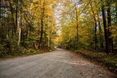 Sonbahar sabahı asfaltsız orman yolunda. Güzel sonbahar renkleri. Waterbury, VT, ABD.