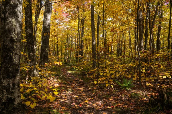 Sonbahar Yapraklarının Zirvesindeki Ormanın Derinliklerinden Dökülen Yapraklarla Kaplı Terk Edilmiş — Stok fotoğraf