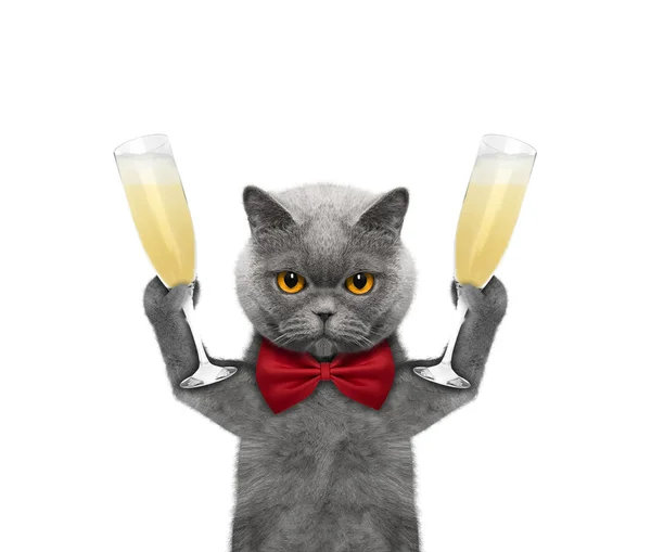 Kedi bir kadeh şampanya ile tatilde 