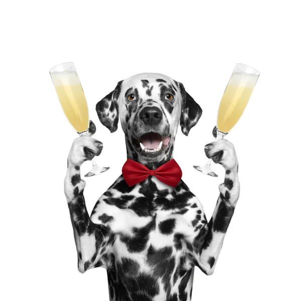 Dog on a holiday with a glass of champagne — Stock Photo, Image