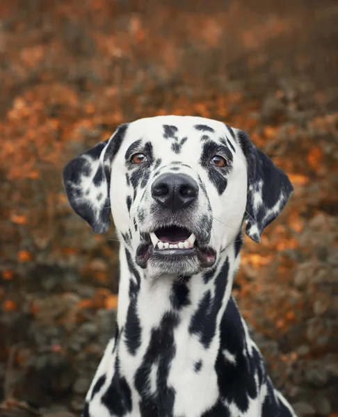 Retrato de um cão bonito dalmatian tonificado e foco seletivo em — Fotografia de Stock