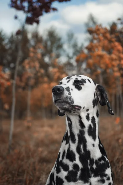 Το φθινόπωρο. Χαριτωμένος σκύλος απολαύσετε τις καιρικές συνθήκες — Φωτογραφία Αρχείου