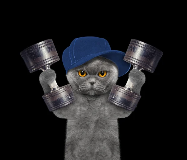 Spor. Kedi ile ağırlık egzersiz yapmaya gidiyor 