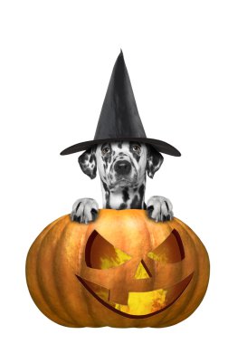 köpek bir kostüm halloweens kabak ile 