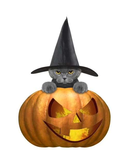 Lindo gato en un traje con halloweens calabaza — Foto de Stock