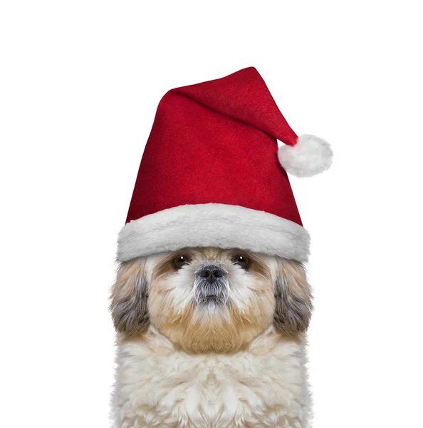 Cão bonito em um chapéu de Papai Noel — Fotografia de Stock