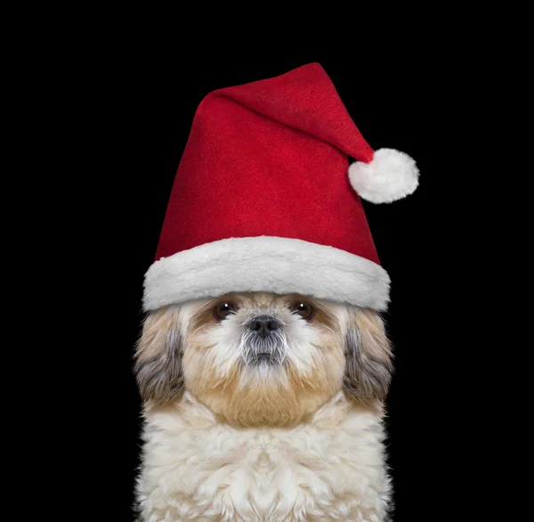 Cão bonito em um chapéu de Papai Noel — Fotografia de Stock