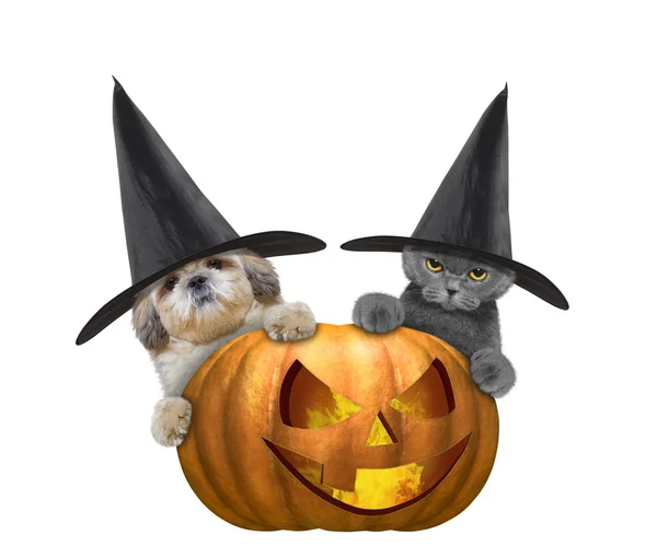 Cute cat and dog in a costume with halloweens pumpkin