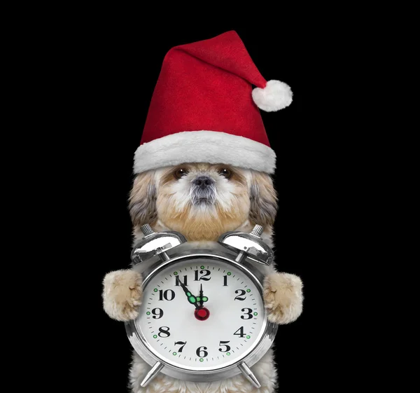 Lindo perro en un sombrero de Santa Claus y reloj —  Fotos de Stock