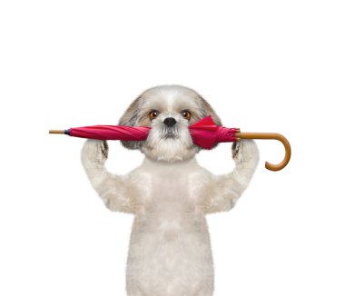 Köpek bir şemsiye tutan