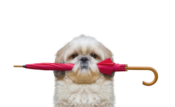 かわいい犬が傘を保持しています。 — ストック写真