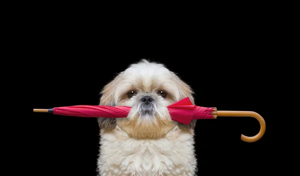 Mignon chien tient un parapluie — Photo