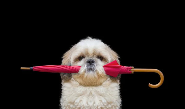 Sevimli köpek bir şemsiye tutan