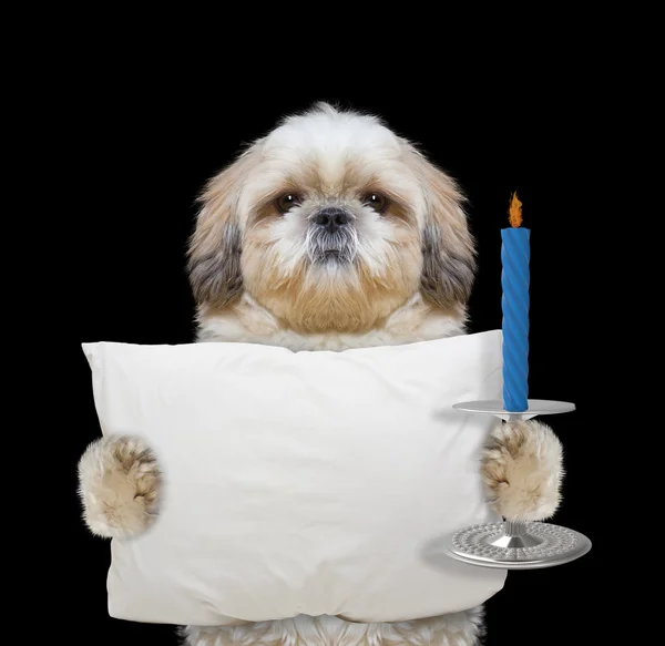 Милая собака держит подушку и свечу и ложится спать. — стоковое фото