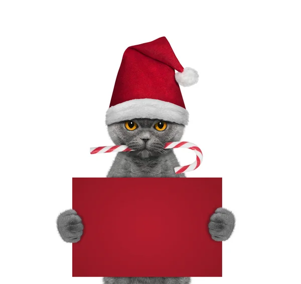 Lindo gato con caramelo de Navidad sosteniendo una tarjeta con espacio para texto —  Fotos de Stock