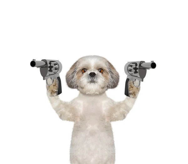 Собака с оружием убийца. — стоковое фото