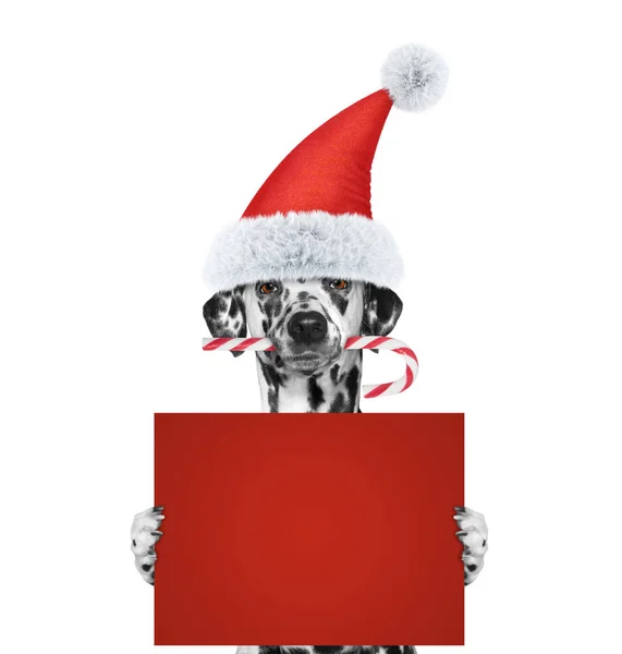Perro con caramelo navideño sosteniendo una tarjeta con espacio para texto —  Fotos de Stock