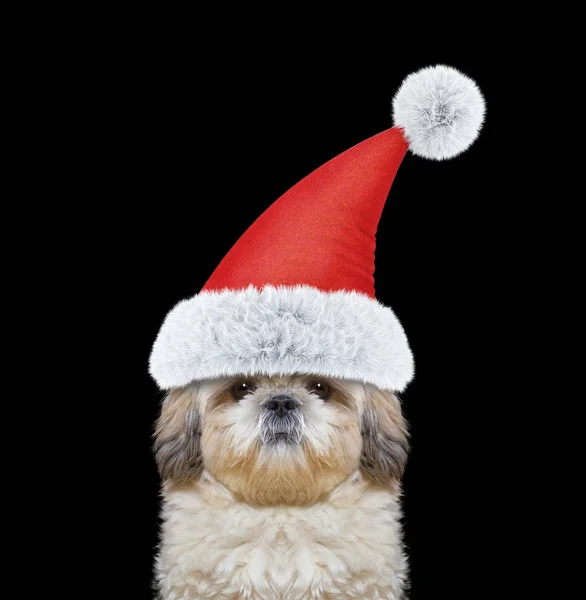 Lindo perro en un sombrero de Santa Claus —  Fotos de Stock