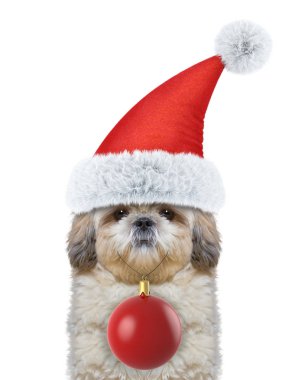 Sevimli köpek xmas topu ile Noel Baba şapkalı