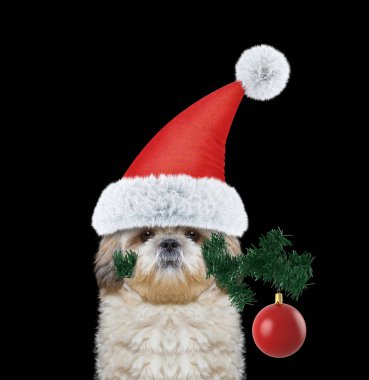 Çam ağacı ve xmas topu ile sevimli Noel Baba köpek 