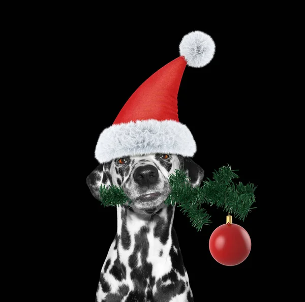 Santa perro con abeto y bola de Navidad —  Fotos de Stock