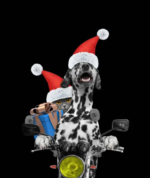Santa chien et chat avec tour cadeau sur une moto — Photo