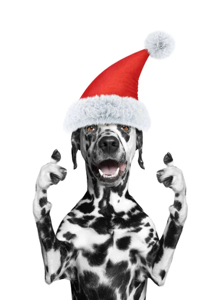 Perro de Santa mostrando el pulgar hacia arriba y da la bienvenida —  Fotos de Stock