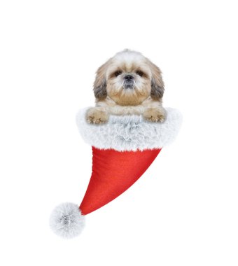 Sevimli köpek Noel Baba şapkası 