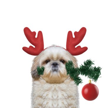 Ren geyiği boynuzları köknar ağacı ve xmas topu ile sevimli Noel Baba köpek 