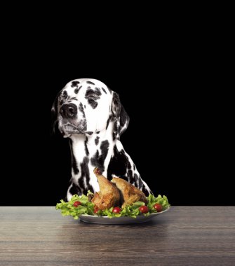 Köpek tavuk yemeye reddetti 