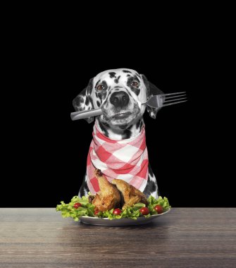 Sevimli Dalmaçyalı köpek tavuk yemeye gidiyor