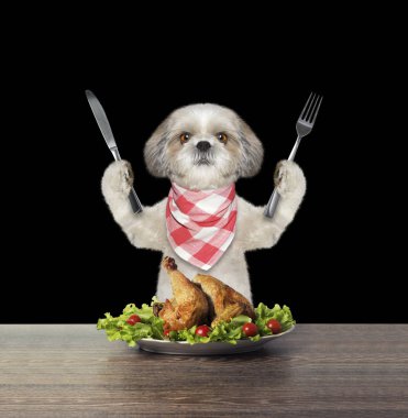 Sevimli köpek tavuk yemeye gidiyor 