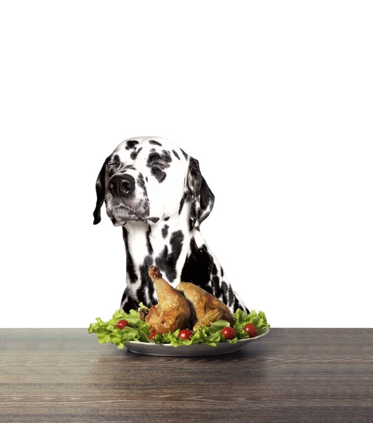 Hund som vägrade att äta kyckling — Stockfoto