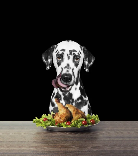 Dalmaçyalı köpek tavuk yemeye gidiyor