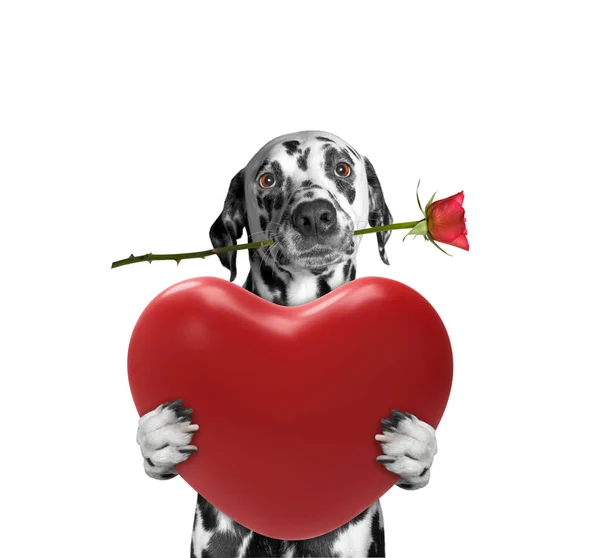 Cane che tiene il cuore e rosa — Foto Stock