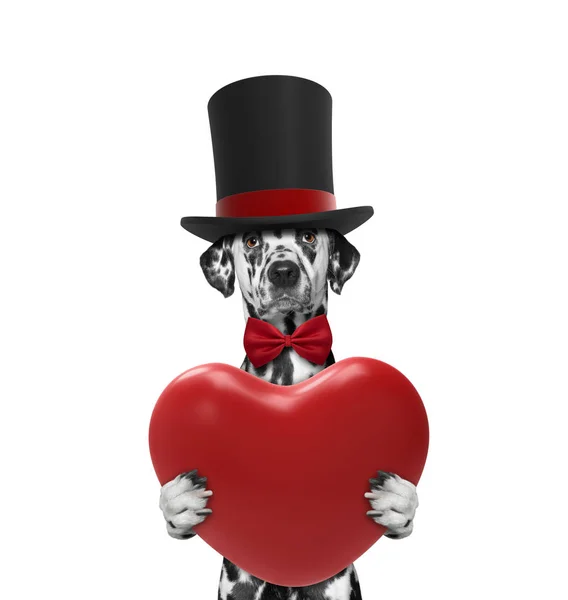 Intelligent dog holding a heart — Stock Photo, Image