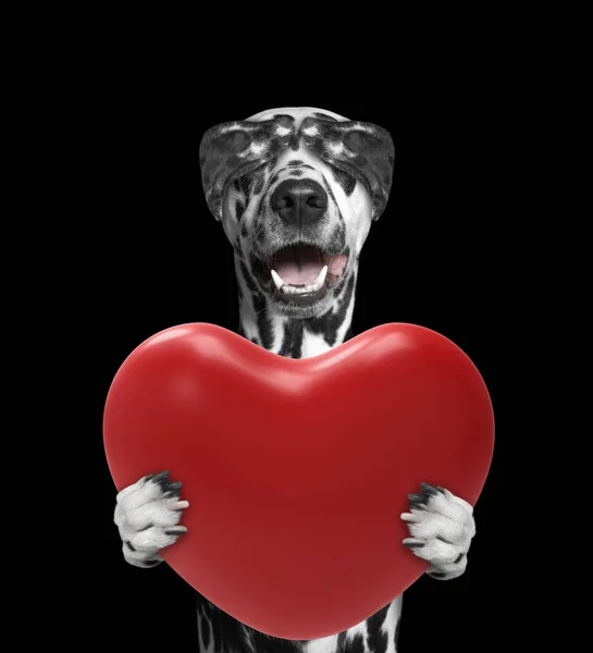Perro feliz en el día de San Valentín — Foto de Stock