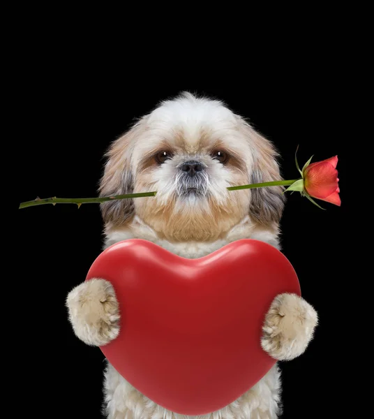 Χαριτωμένος σκύλος, κρατώντας την καρδιά και το τριαντάφυλλο — Φωτογραφία Αρχείου