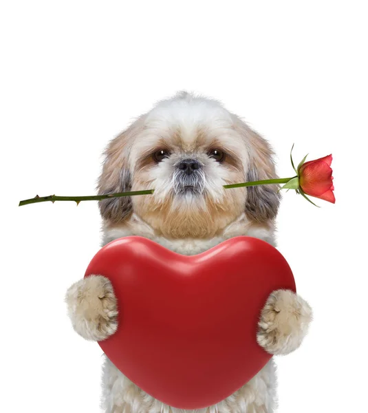 Χαριτωμένος σκύλος, κρατώντας την καρδιά και το τριαντάφυλλο — Φωτογραφία Αρχείου
