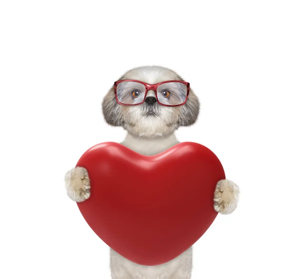 Lindo perro de San Valentín en gafas con corazón — Foto de Stock