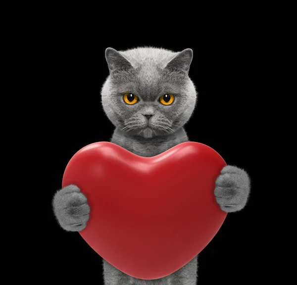 Grazioso gatto in possesso di un cuore — Foto Stock