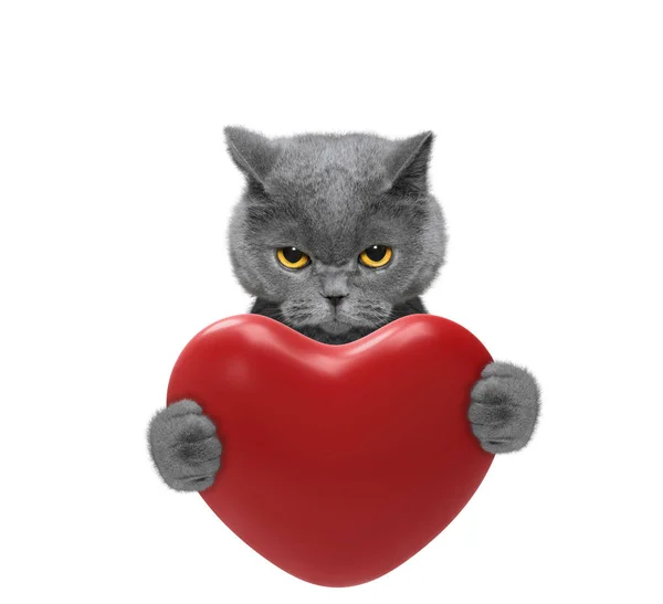 Gato bonito segurando um coração — Fotografia de Stock